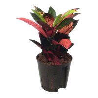 Wunderstrauch Codiaeum variegatum Iceton | Hydrokultur...