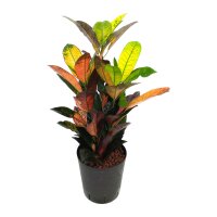 Wunderstrauch Codiaeum variegatum Iceton Tuff |...