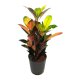 Wunderstrauch Codiaeum variegatum Iceton Tuff | Hydrokultur Zimmerpflanze in Bl&auml;hton | Gr&uuml;npflanze 30-40cm im Kulturtopf 15/19 mit Gie&szlig;anzeiger