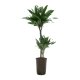 Drachenbaum Dracaena deremensis Black Jack 2er Tuff | Hydrokultur Zimmerpflanze in Bl&auml;hton | Gr&uuml;npflanze 80-90cm im Kulturtopf 15/19 mit Gie&szlig;anzeiger