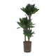 Drachenbaum Dracaena deremensis Black Jack 3er Tuff | Hydrokultur Zimmerpflanze in Bl&auml;hton | Gr&uuml;npflanze 100cm im Kulturtopf 18/19 mit Gie&szlig;anzeiger