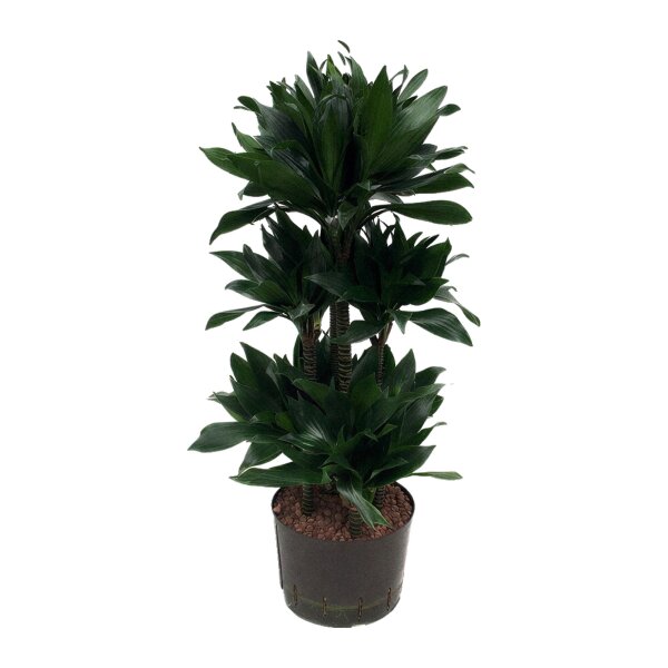 Drachenbaum Dracaena deremensis Black Jack Caroussel | Hydrokultur Zimmerpflanze in Blähton | Grünpflanze 100cm im Kulturtopf 28/19 mit Gießanzeiger