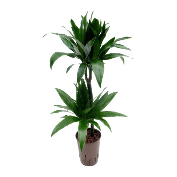 Drachenbaum Dracaena deremensis Janet Craig 2er Tuff | Hydrokultur Zimmerpflanze in Blähton | Grünpflanze 80-90cm im Kulturtopf 15/19 mit Gießanzeiger