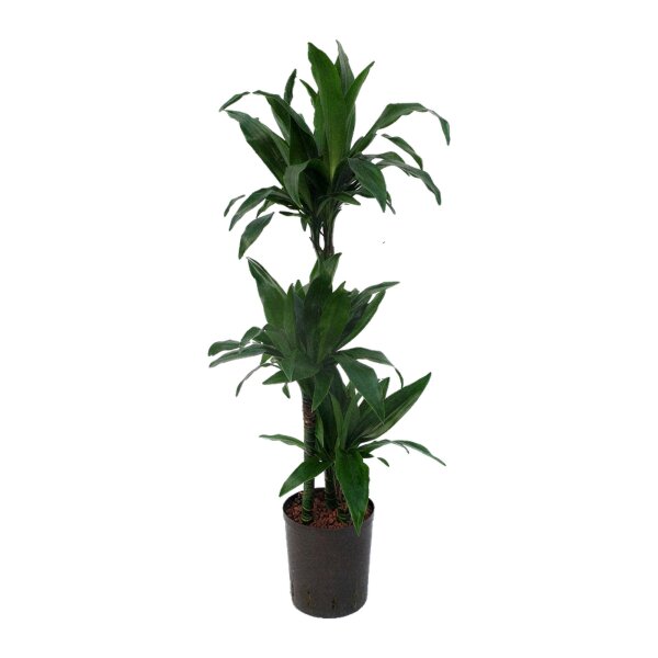 Drachenbaum Dracaena deremensis Janet Craig 3er Tuff | Hydrokultur Zimmerpflanze in Blähton | Grünpflanze 100cm im Kulturtopf 18/19 mit Gießanzeiger