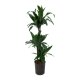 Drachenbaum Dracaena deremensis Janet Craig 3er Tuff | Hydrokultur Zimmerpflanze in Bl&auml;hton | Gr&uuml;npflanze 100cm im Kulturtopf 18/19 mit Gie&szlig;anzeiger