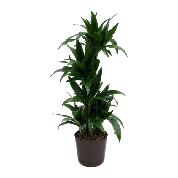 Drachenbaum Dracaena deremensis Janet Craig Caroussel | Hydrokultur Zimmerpflanze in Blähton | Grünpflanze 110cm im Kulturtopf 22/19 mit Gießanzeiger