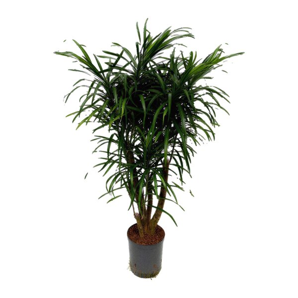 Drachenbaum Dracaena reflexa Anita Variegata verzweigt | Hydrokultur Zimmerpflanze in Blähton | Grünpflanze 90-100cm im Kulturtopf 18/19 mit Gießanzeiger