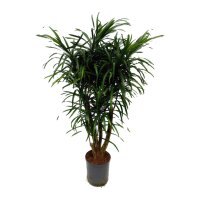 Drachenbaum Dracaena reflexa Anita Variegata verzweigt |...