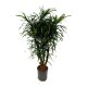 Drachenbaum Dracaena reflexa Anita Variegata verzweigt | Hydrokultur Zimmerpflanze in Bl&auml;hton | Gr&uuml;npflanze 90-100cm im Kulturtopf 18/19 mit Gie&szlig;anzeiger