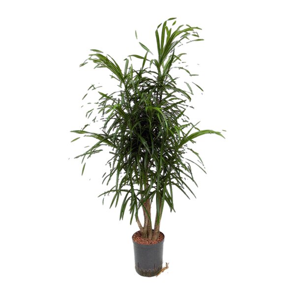 Drachenbaum Dracaena reflexa Anita Variegata verzweigt | Hydrokultur Zimmerpflanze in Blähton | Grünpflanze 120cm im Kulturtopf 18/19 mit Gießanzeiger