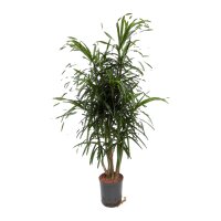 Drachenbaum Dracaena reflexa Anita Variegata verzweigt |...