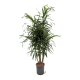 Drachenbaum Dracaena reflexa Anita Variegata verzweigt | Hydrokultur Zimmerpflanze in Bl&auml;hton | Gr&uuml;npflanze 120cm im Kulturtopf 18/19 mit Gie&szlig;anzeiger