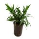 Drachenbaum Dracaena reflexa Song of Jamaica | Hydrokultur Zimmerpflanze in Bl&auml;hton | Gr&uuml;npflanze 20-30cm im Kulturtopf 11/9 mit Gie&szlig;anzeiger