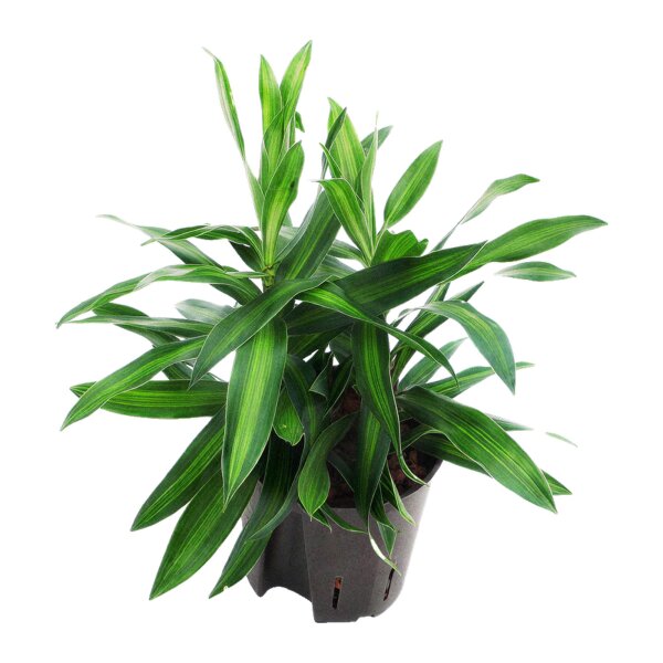 Drachenbaum Dracaena reflexa Song of Jamaica 2 Pflanzen | Hydrokultur Zimmerpflanze in Blähton | Grünpflanze 25-30cm im Kulturtopf 13/12 mit Gießanzeiger