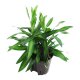 Drachenbaum Dracaena reflexa Song of Jamaica 2 Pflanzen | Hydrokultur Zimmerpflanze in Bl&auml;hton | Gr&uuml;npflanze 25-30cm im Kulturtopf 13/12 mit Gie&szlig;anzeiger