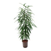 Schmalblättrige Feige Ficus binnendijkii Alii Tuff |...