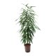 Schmalbl&auml;ttrige Feige Ficus binnendijkii Alii Tuff | Hydrokultur Zimmerpflanze in Bl&auml;hton | Gr&uuml;npflanze 110-120cm im Kulturtopf 18/19 mit Gie&szlig;anzeiger
