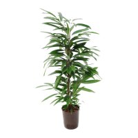 Schmalblättrige Feige Ficus binnendijkii Amstel King...