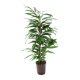 Schmalbl&auml;ttrige Feige Ficus binnendijkii Amstel King Tuff | Hydrokultur Zimmerpflanze in Bl&auml;hton | Gr&uuml;npflanze 110-120cm im Kulturtopf 18/19 mit Gie&szlig;anzeiger