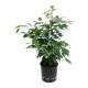 Birkenfeige Ficus benjamina Anastasia Tuff | Hydrokultur Zimmerpflanze in Bl&auml;hton | Gr&uuml;npflanze 25-30cm im Kulturtopf 13/12 mit Gie&szlig;anzeiger