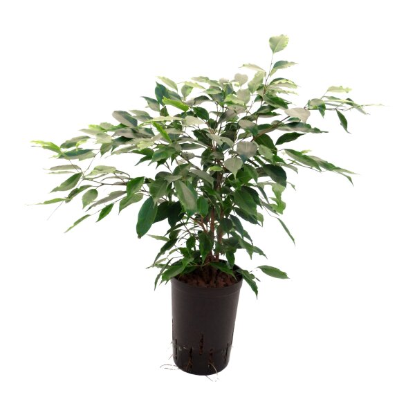 Birkenfeige Ficus benjamina Anastasia Tuff | Hydrokultur Zimmerpflanze in Blähton | Grünpflanze 60-80cm im Kulturtopf 18/19 mit Gießanzeiger