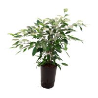 Birkenfeige Ficus benjamina Anastasia Tuff | Hydrokultur...