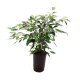 Birkenfeige Ficus benjamina Anastasia Tuff | Hydrokultur Zimmerpflanze in Bl&auml;hton | Gr&uuml;npflanze 60-80cm im Kulturtopf 18/19 mit Gie&szlig;anzeiger