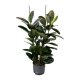 Gummibaum Ficus elastica 3er Tuff | Hydrokultur Zimmerpflanze in Bl&auml;hton | Gr&uuml;npflanze 100-120cm im Kulturtopf 25/19 mit Gie&szlig;anzeiger