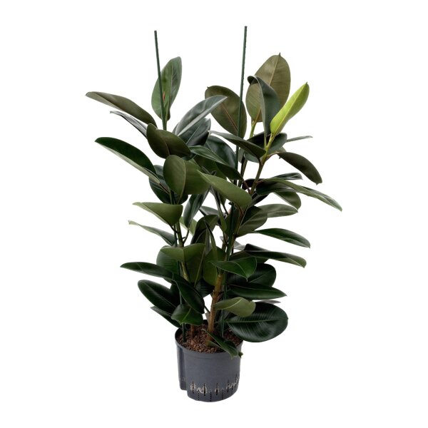 Gummibaum Ficus elastica Abidjan 3er Tuff | Hydrokultur Zimmerpflanze in Blähton | Grünpflanze 100-120cm im Kulturtopf 25/19 mit Gießanzeiger
