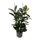 Gummibaum Ficus elastica Abidjan 3er Tuff | Hydrokultur Zimmerpflanze in Bl&auml;hton | Gr&uuml;npflanze 100-120cm im Kulturtopf 25/19 mit Gie&szlig;anzeiger