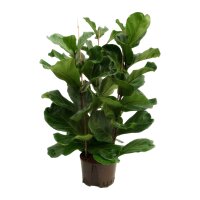 Geigenfeige Ficus lyrata Tuff | Hydrokultur Zimmerpflanze...