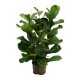 Geigenfeige Ficus lyrata Tuff | Hydrokultur Zimmerpflanze in Bl&auml;hton | Gr&uuml;npflanze 100-120cm im Kulturtopf 18/19 mit Gie&szlig;anzeiger