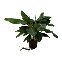 Zwergbanane Musa acuminata 3er Tuff | Hydrokultur...