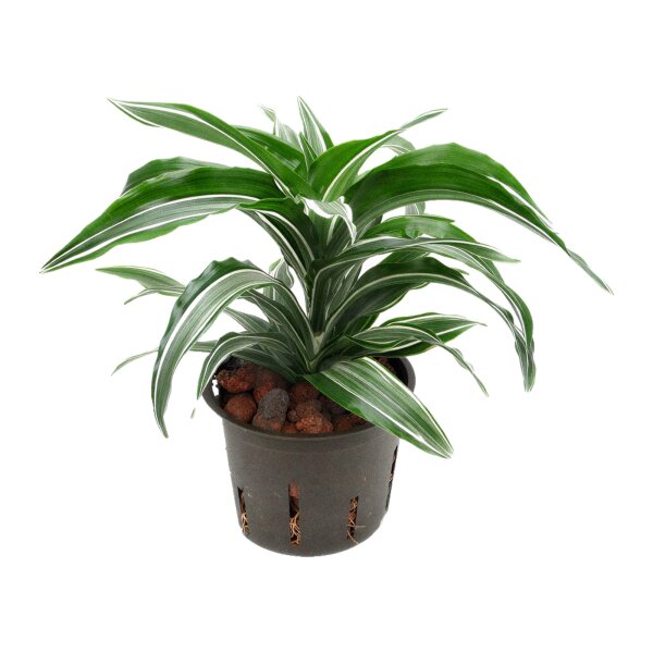 Drachenbaum Dracaena deremensis Warneckii Compacta | Hydrokultur Zimmerpflanze in Blähton | Grünpflanze 20-30cm im Kulturtopf 11/9 mit Gießanzeiger
