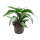 Drachenbaum Dracaena deremensis Warneckii Compacta | Hydrokultur Zimmerpflanze in Bl&auml;hton | Gr&uuml;npflanze 20-30cm im Kulturtopf 11/9 mit Gie&szlig;anzeiger