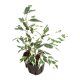 Birkenfeige Ficus benjamina De Gantel | Hydrokultur Zimmerpflanze in Bl&auml;hton | Gr&uuml;npflanze 30-40cm im Kulturtopf 11/9 mit Gie&szlig;anzeiger