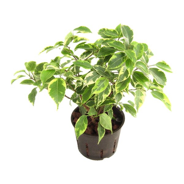 Birkenfeige Ficus benjamina Mini Francis | Hydrokultur Zimmerpflanze in Blähton | Grünpflanze 25-35cm im Kulturtopf 11/9 mit Gießanzeiger