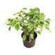 Birkenfeige Ficus benjamina Mini Francis | Hydrokultur Zimmerpflanze in Bl&auml;hton | Gr&uuml;npflanze 25-35cm im Kulturtopf 11/9 mit Gie&szlig;anzeiger