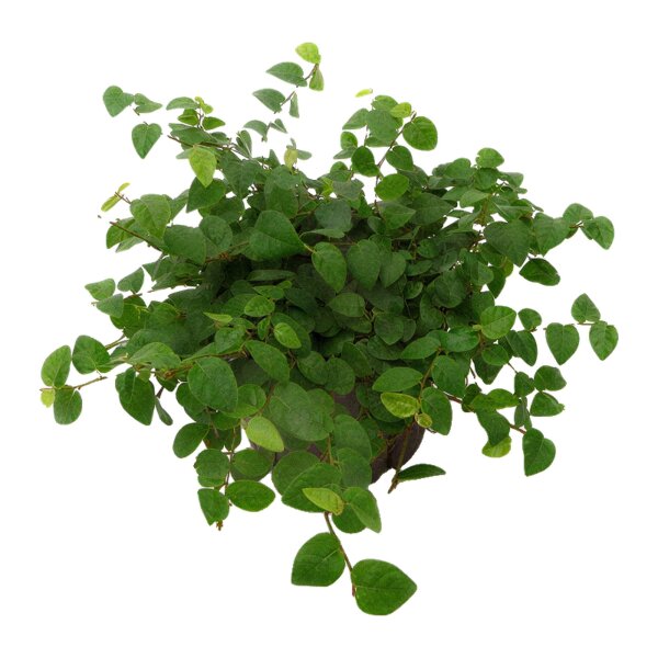 Kletterfeige Ficus pumila | Hydrokultur Zimmerpflanze in Blähton | Hängepflanze 15-25cm im Kulturtopf 11/9 mit Gießanzeiger