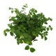 Kletterfeige Ficus pumila | Hydrokultur Zimmerpflanze in Bl&auml;hton | H&auml;ngepflanze 15-25cm im Kulturtopf 11/9 mit Gie&szlig;anzeiger
