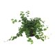 Kletterfeige Ficus pumila | Hydrokultur Zimmerpflanze in Bl&auml;hton | H&auml;ngepflanze 25-35cm im Kulturtopf 13/12 mit Gie&szlig;anzeiger