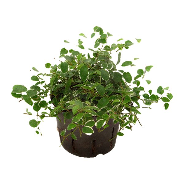Kletterfeige Ficus pumila Sunny | Hydrokultur Zimmerpflanze in Blähton | Hängepflanze 20-30cm im Kulturtopf 11/9 mit Gießanzeiger