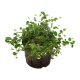 Kletterfeige Ficus pumila Sunny | Hydrokultur Zimmerpflanze in Bl&auml;hton | H&auml;ngepflanze 20-30cm im Kulturtopf 11/9 mit Gie&szlig;anzeiger