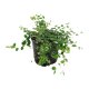 Kletterfeige Ficus pumila Sunny | Hydrokultur Zimmerpflanze in Bl&auml;hton | H&auml;ngepflanze 20-30cm im Kulturtopf 13/12 mit Gie&szlig;anzeiger