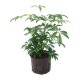 Strahlenaralie Schefflera arboricola kleinbl&auml;ttrig | Hydrokultur Zimmerpflanze in Bl&auml;hton | Gr&uuml;npflanze 25-35cm im Kulturtopf 11/9 mit Gie&szlig;anzeiger