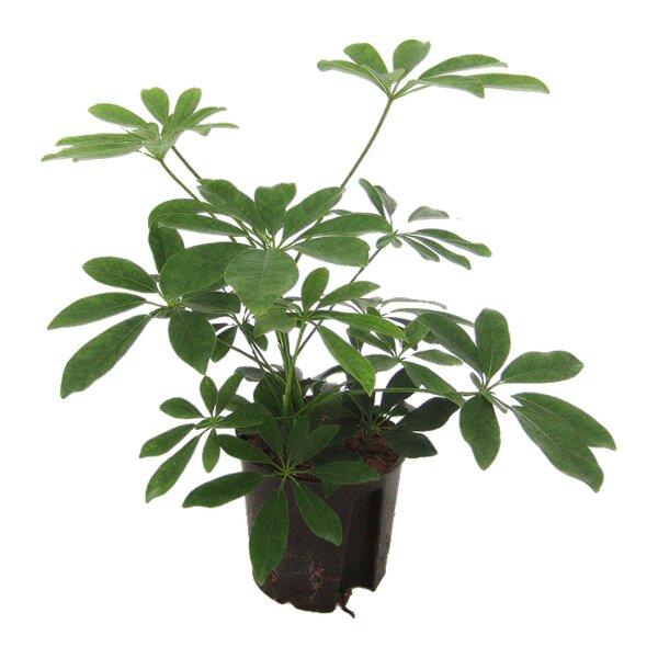 Strahlenaralie Schefflera arboricola kleinblättrig | Hydrokultur Zimmerpflanze in Blähton | Grünpflanze 30cm im Kulturtopf 13/12 mit Gießanzeiger