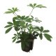 Strahlenaralie Schefflera arboricola kleinbl&auml;ttrig | Hydrokultur Zimmerpflanze in Bl&auml;hton | Gr&uuml;npflanze 30cm im Kulturtopf 13/12 mit Gie&szlig;anzeiger