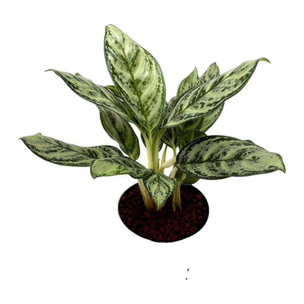 Kolbenfaden Aglaonema commutatum Patricia 2 Pflanzen | Hydrokultur Zimmerpflanze in Blähton | Grünpflanze 30-40cm im Kulturtopf 13/12 mit Gießanzeiger