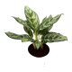 Kolbenfaden Aglaonema commutatum Patricia 2 Pflanzen | Hydrokultur Zimmerpflanze in Bl&auml;hton | Gr&uuml;npflanze 30-40cm im Kulturtopf 13/12 mit Gie&szlig;anzeiger