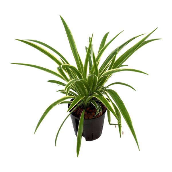 Grünlilie Chlorophytum comosum Henry | Hydrokultur Zimmerpflanze in Blähton | Hängepflanze 35-45cm im Kulturtopf 13/12 mit Gießanzeiger
